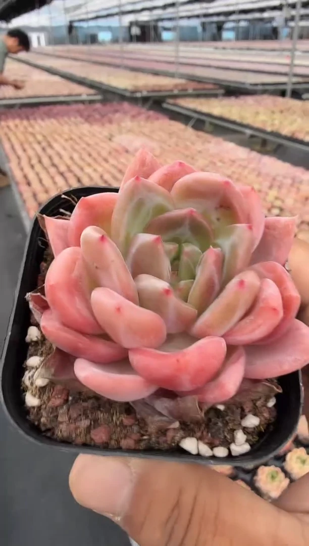 东云多肉园云哥种多肉-21