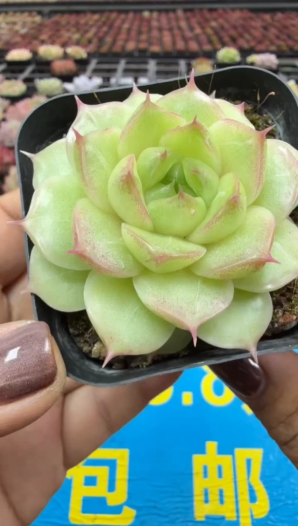 东云多肉园二店-87