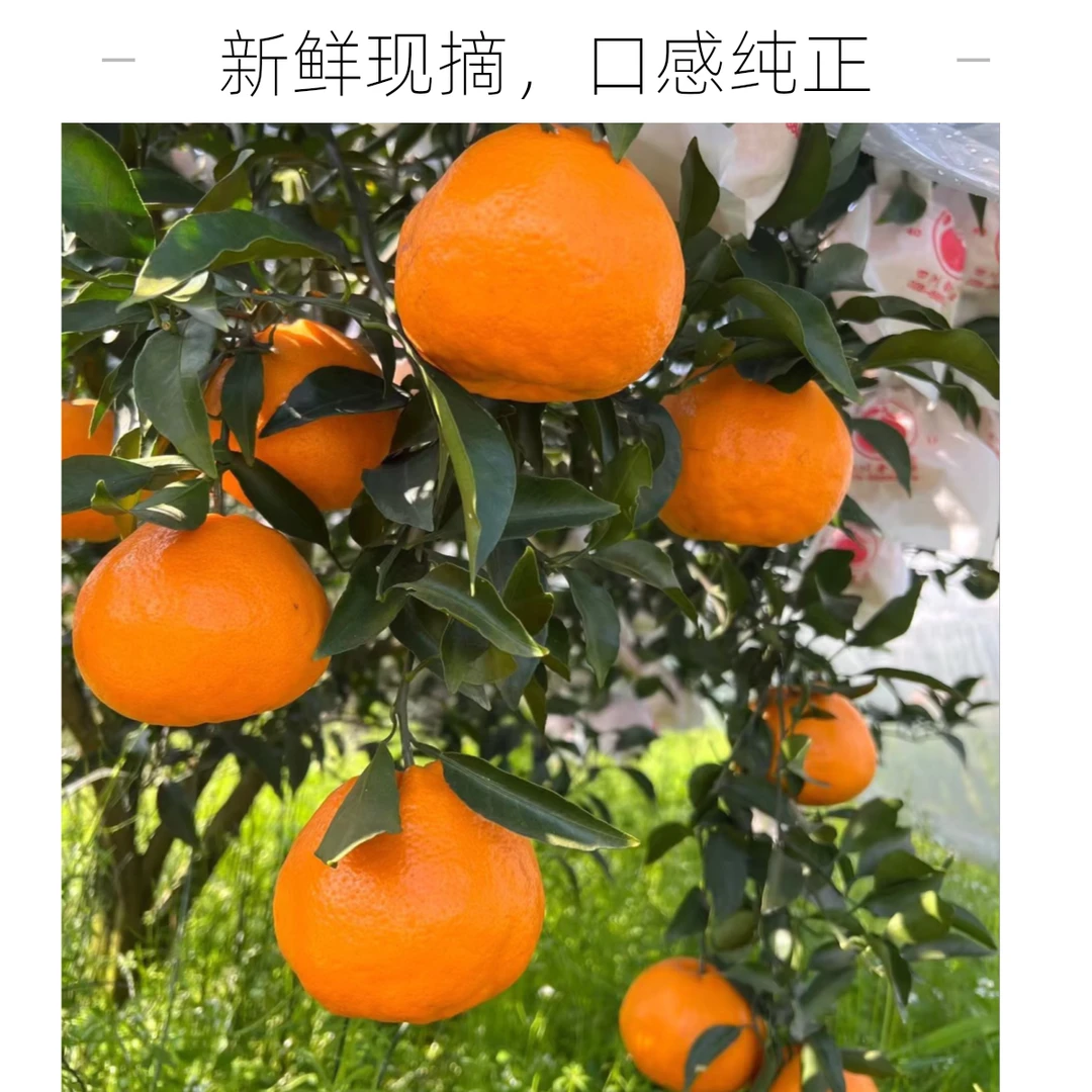 精品正宗春见耙耙柑手剥耙耙柑5/8/斤