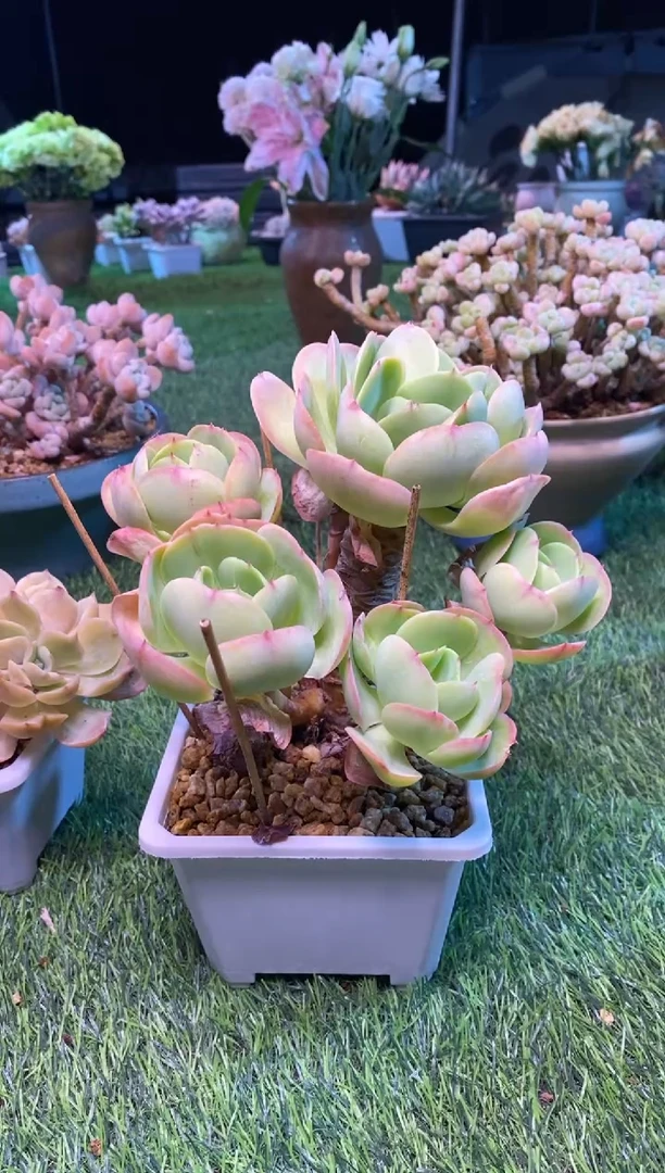 0385aa（满28包邮发货）