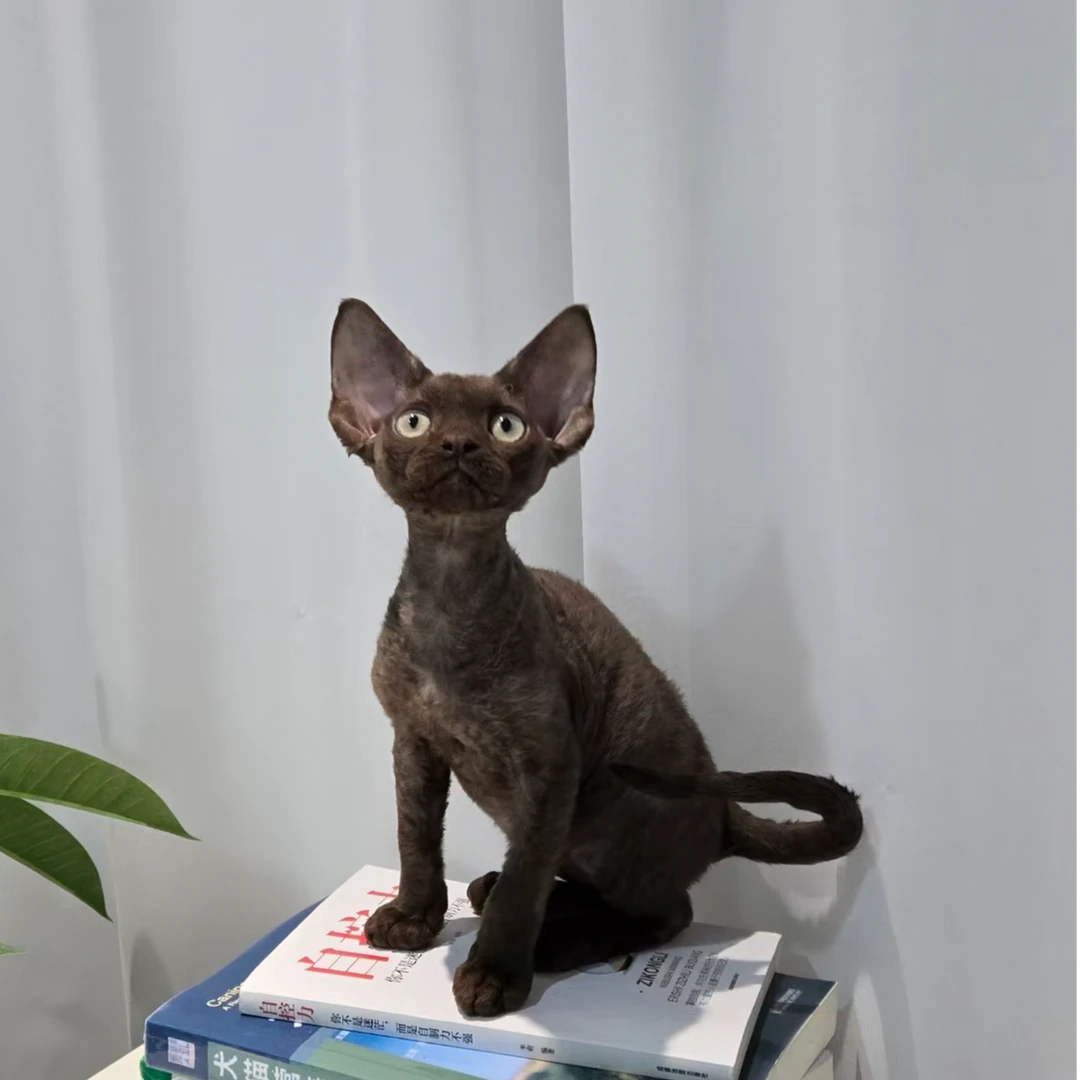 想养猫 德文卷毛猫 深咖色巧克力色弟弟