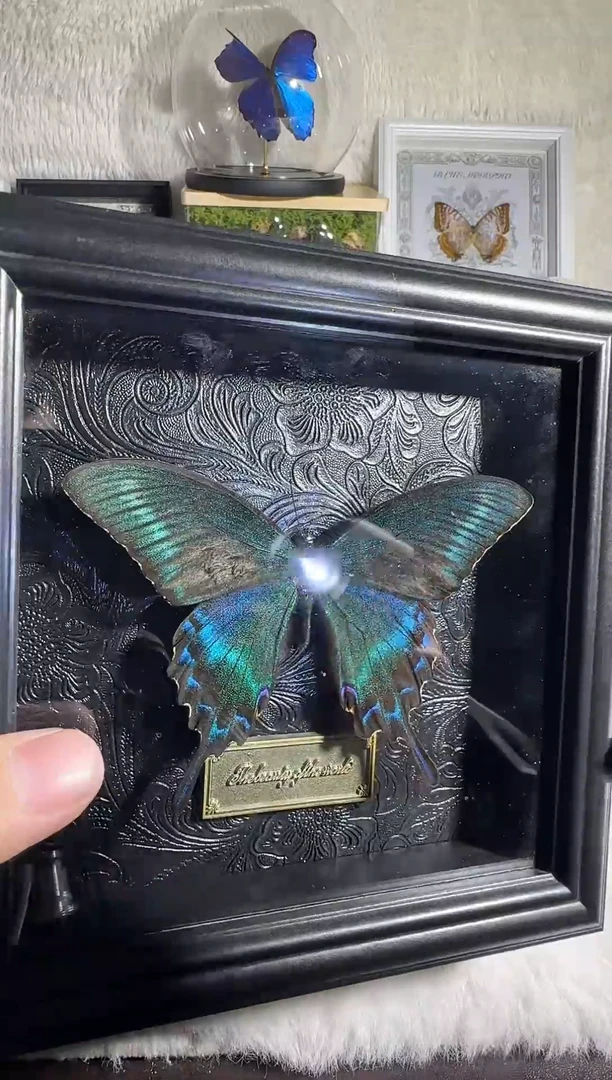 有机玻璃黑纹底大绿带