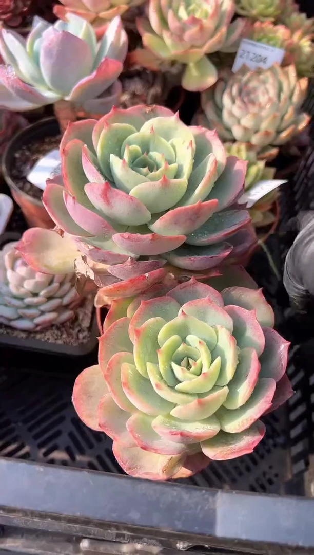 奥***约多肉植物一物一拍21216