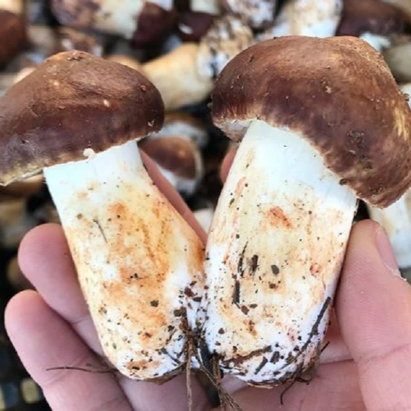 {次日达 顺丰包邮} 赤松茸姬松茸煲汤清炒美味佳肴新鲜发货