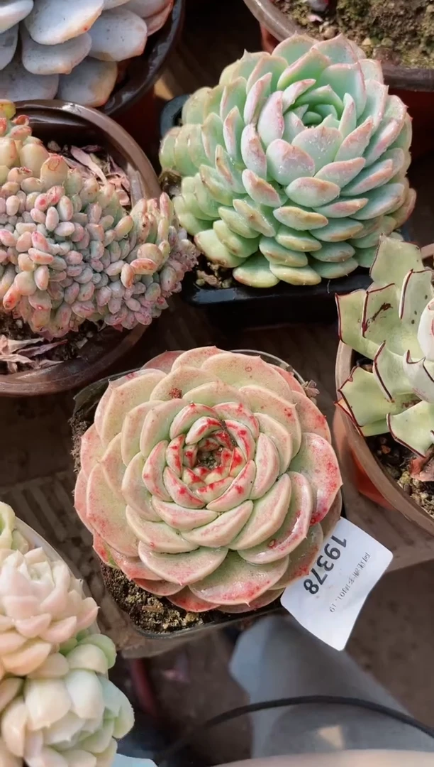 【闪购商品】19378多肉