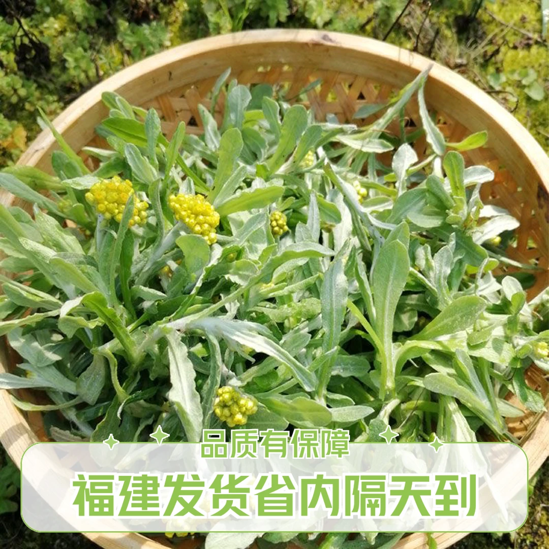 【福建发货】鼠曲草清明草艾草佛耳菠菠草清明菜做清明粑团子艾青团
