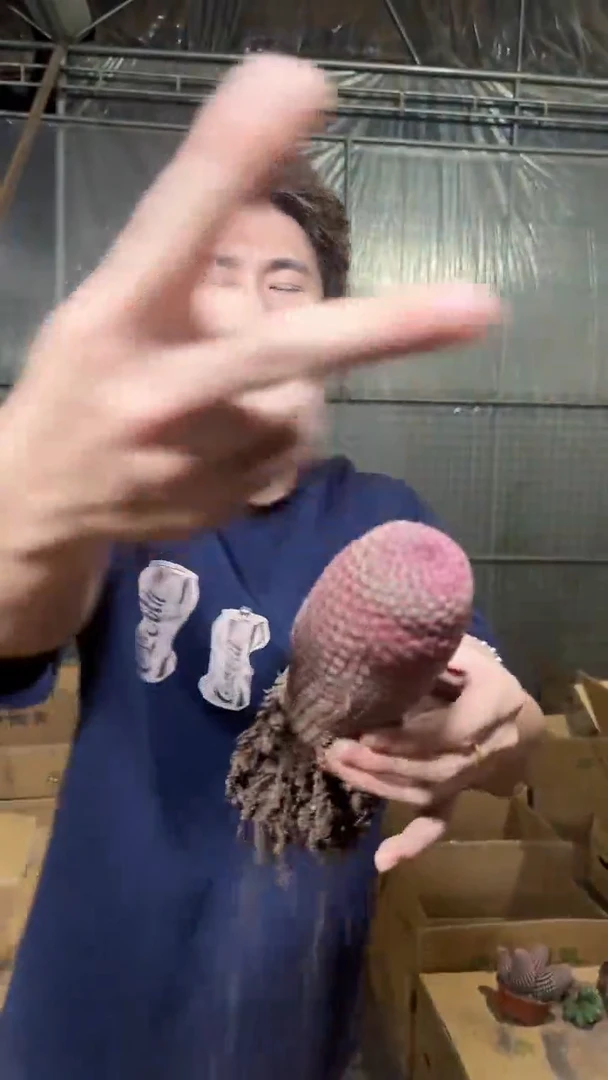 大单头 红太阳【带根】