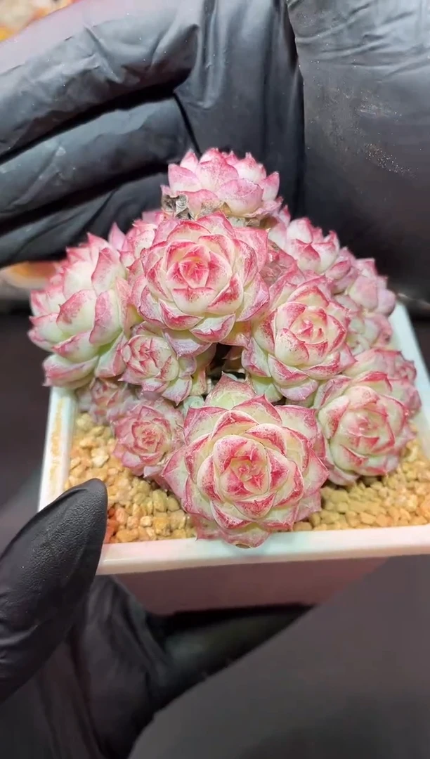 闪购570 女王群多肉一颗