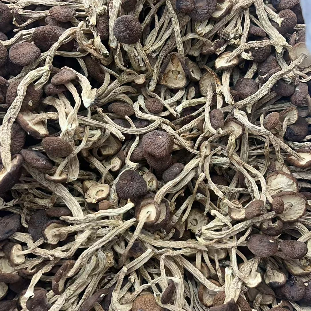 【濠妈严选】  茶树菇