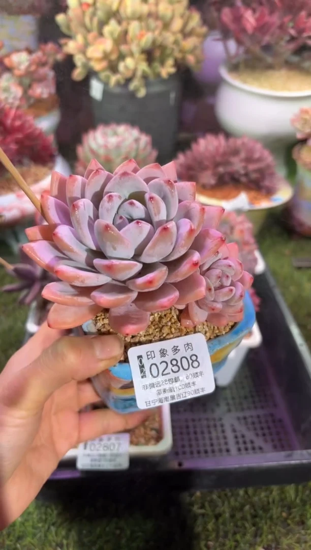 【闪购商品】02808