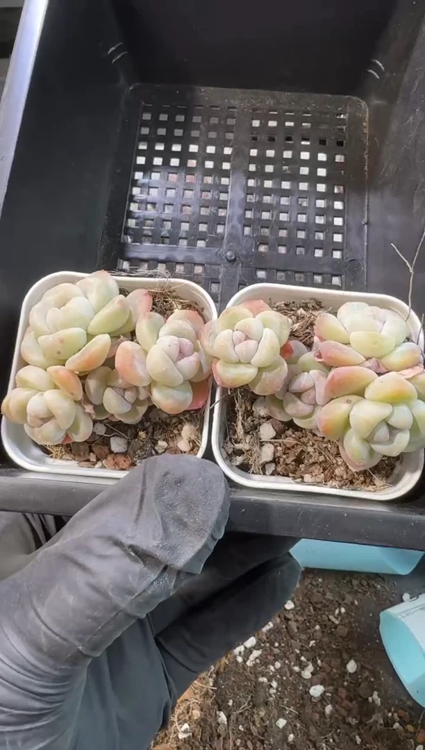 【闪购商品】89号到手1框--江北一物一拍