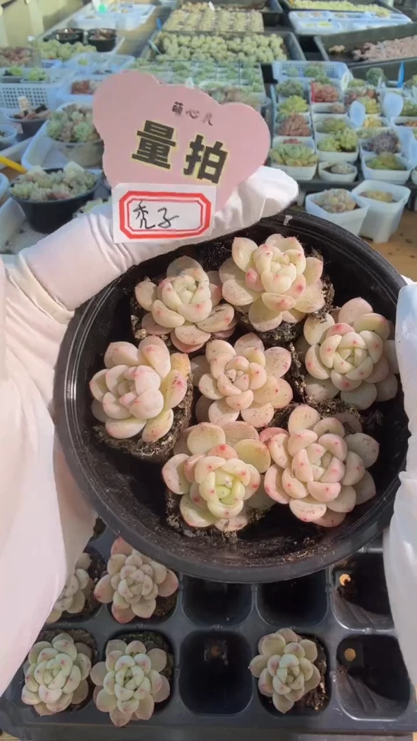 T秃 单双混 7颗量拍混发 满9.9包邮