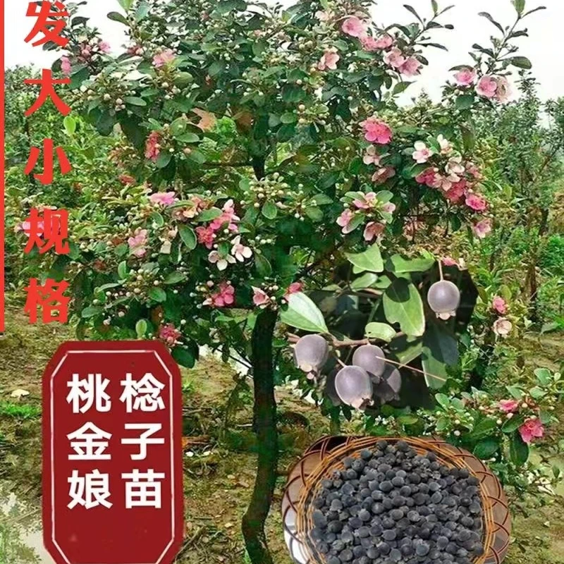 广西桃金娘树苗野果子观赏盆景地栽庭院种植户外绿化当年结果包邮