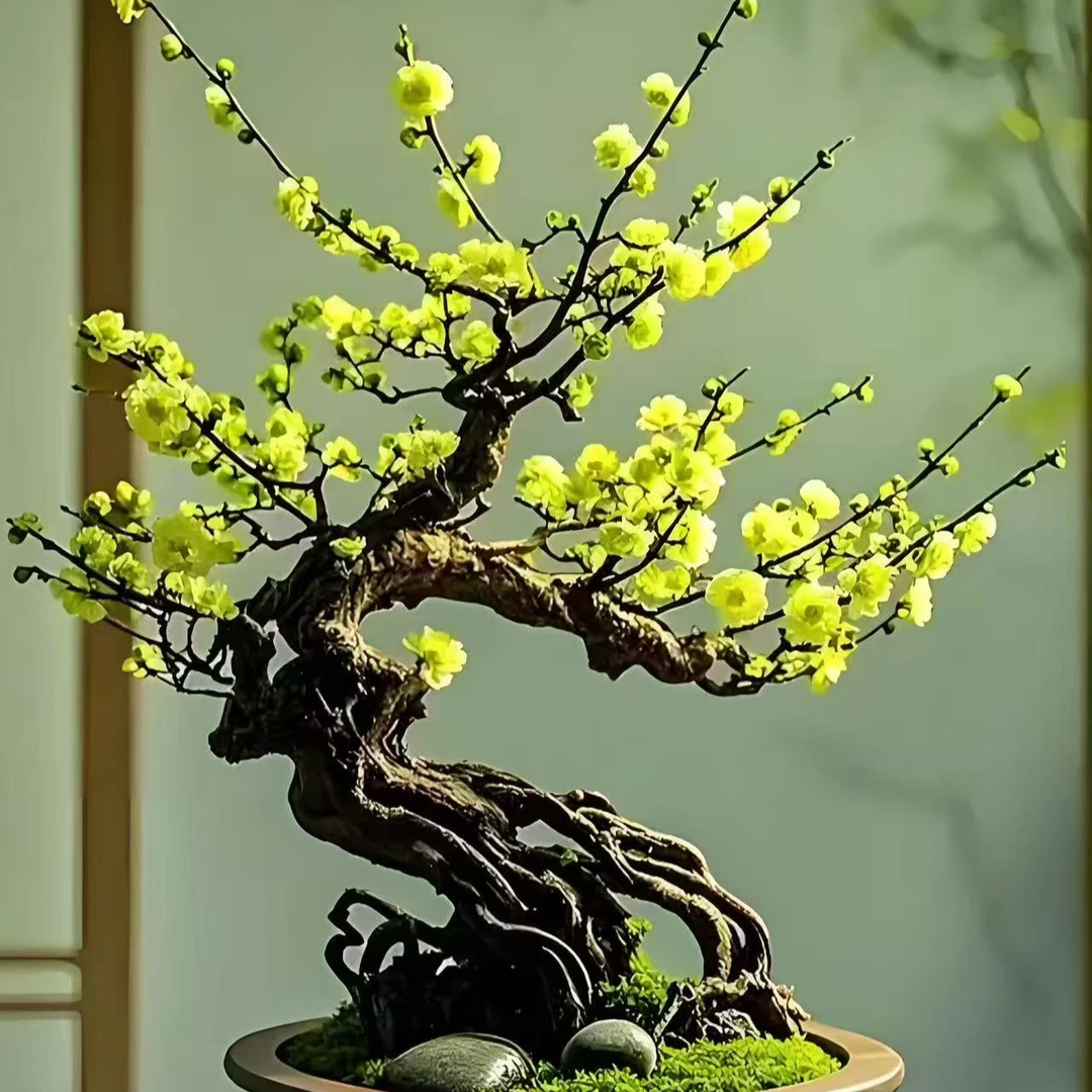 【造型】10年造型金钱绿鄂梅梅花耐寒耐旱南北方养殖带花芽发货