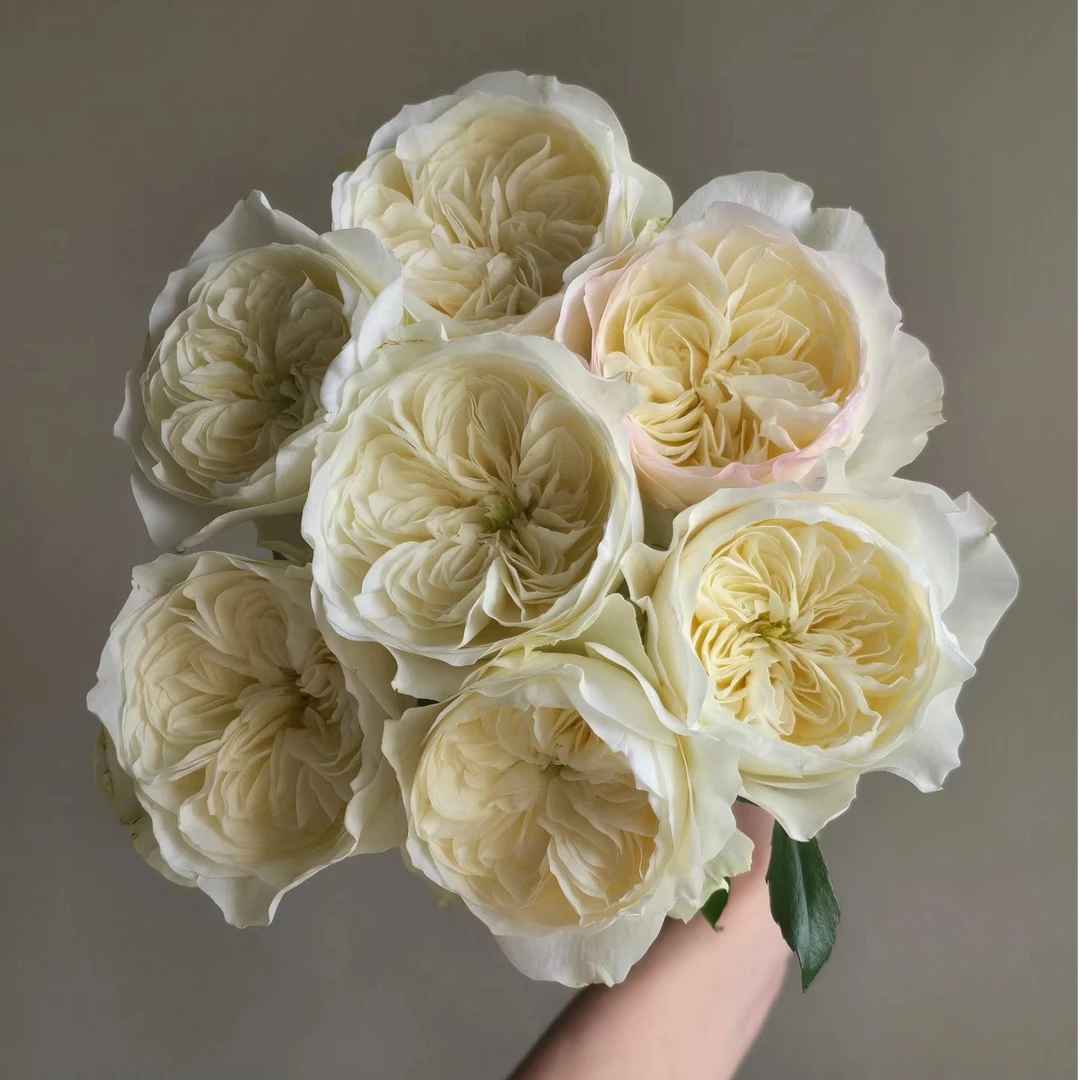 【独鬏鬏优选】稀有鲜花 [泰勒] 单头玫瑰 瓶插装饰 鲜活采摘