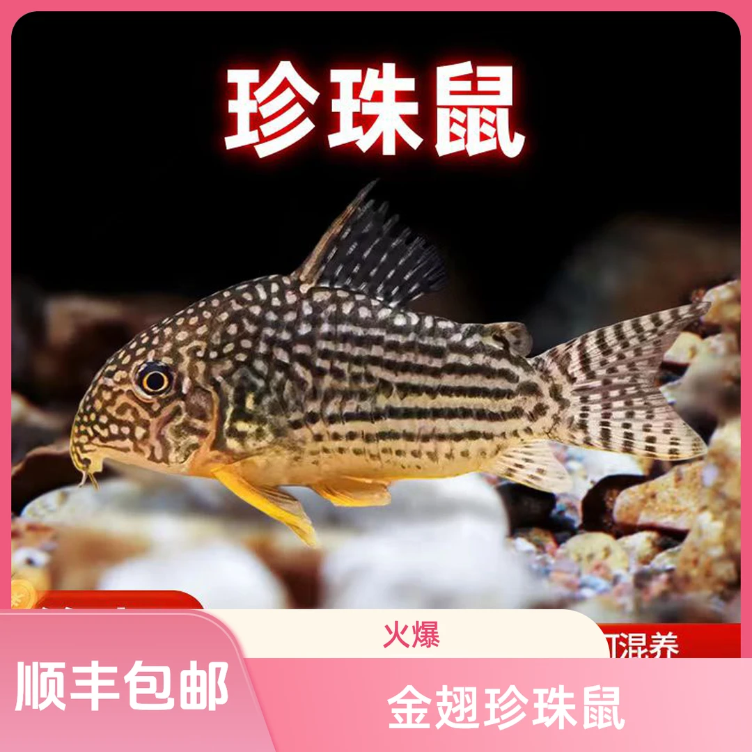 金翅珍珠鼠清洁鱼清理鱼缸残渣底层翻砂必备观赏鱼
