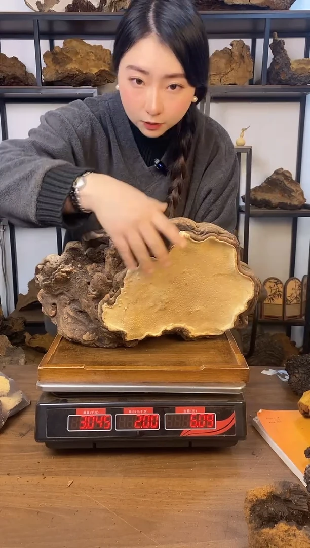 藏区野生红缘层孔菌