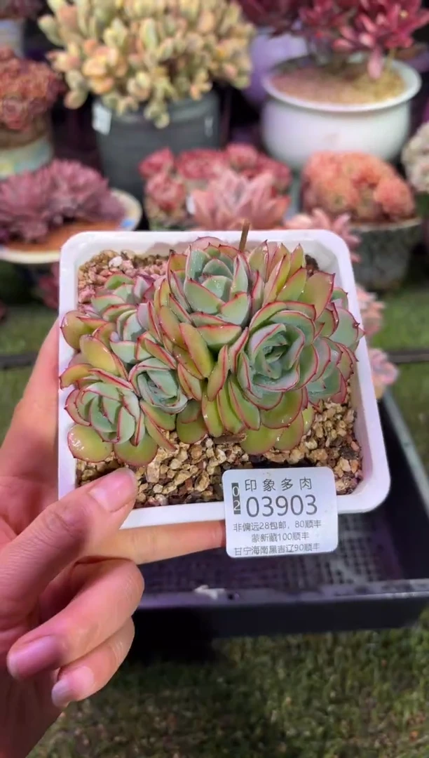 【闪购商品】03903