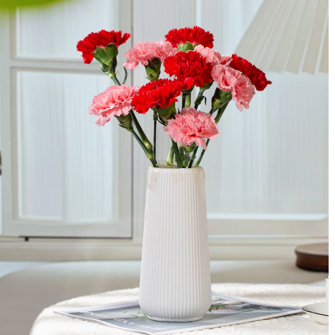 康乃馨鲜花绿植美观插花真花花束家用水养基地直发花卉