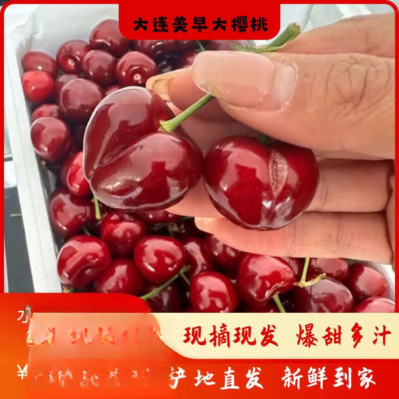 大连美早樱桃空运2.8斤/4.5斤J/JJ/JJJ顺丰包邮（介意裂口慎拍）