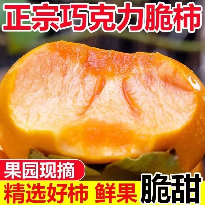 正宗阳丰巧克力脆柿子现采蜜甜可口冰糖心水果柿子包邮