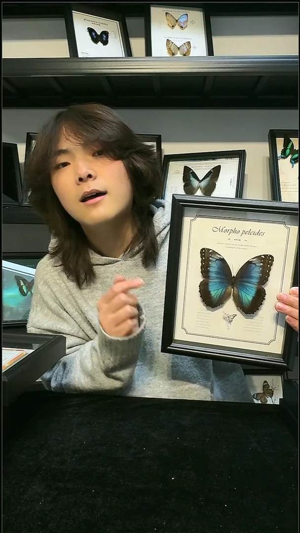 玻璃真实蝴蝶标本