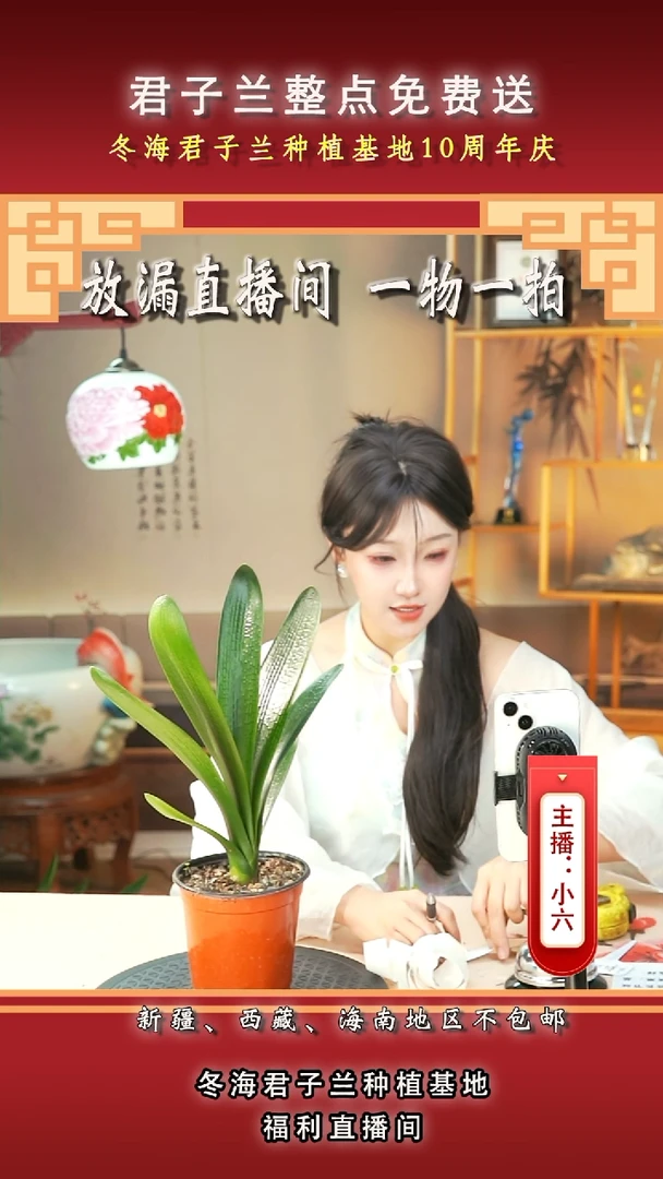 当前无花朵，栽培后可花朵a****张君子兰