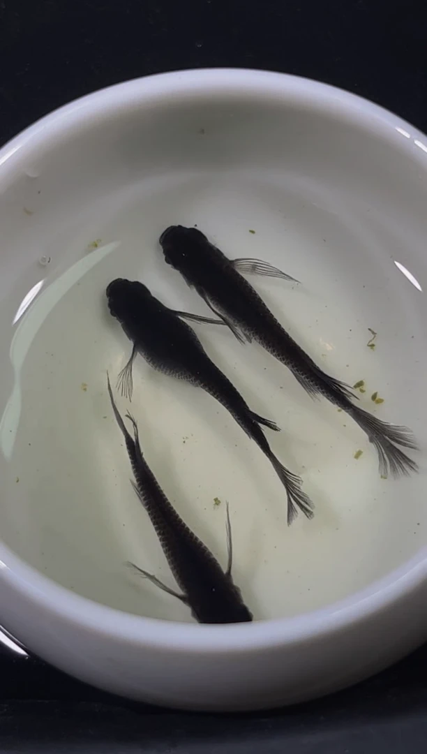 青鳉鱼观背青鳉一物一拍28