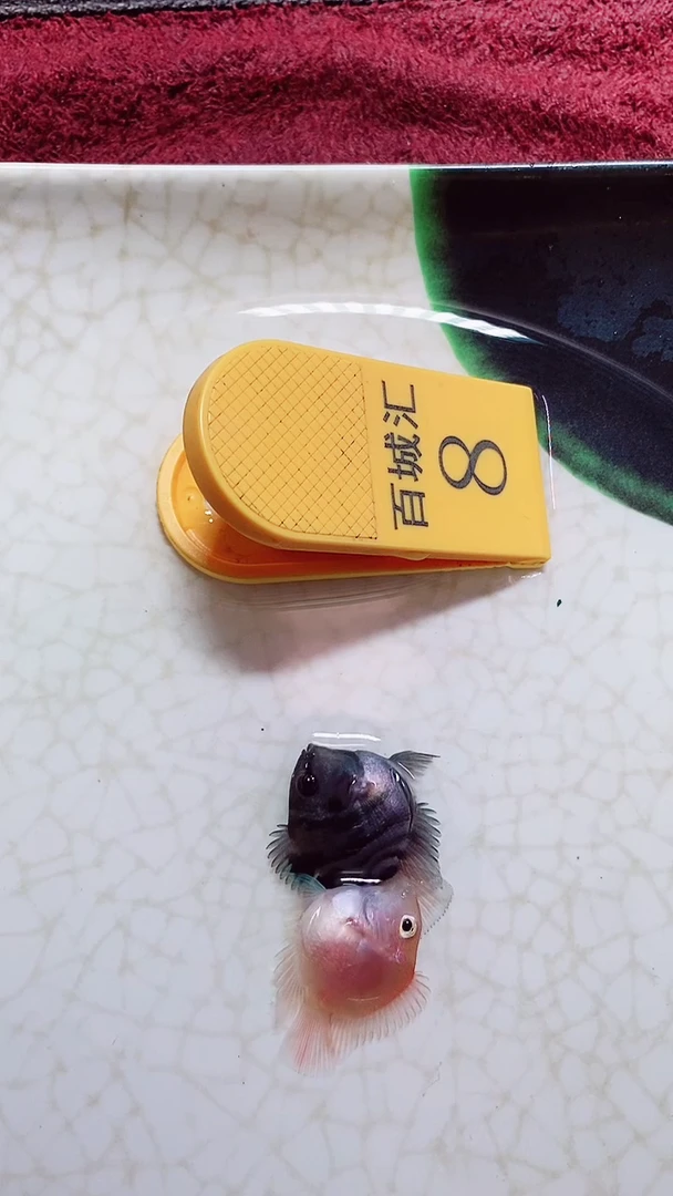 鹦鹉鱼9999999999999