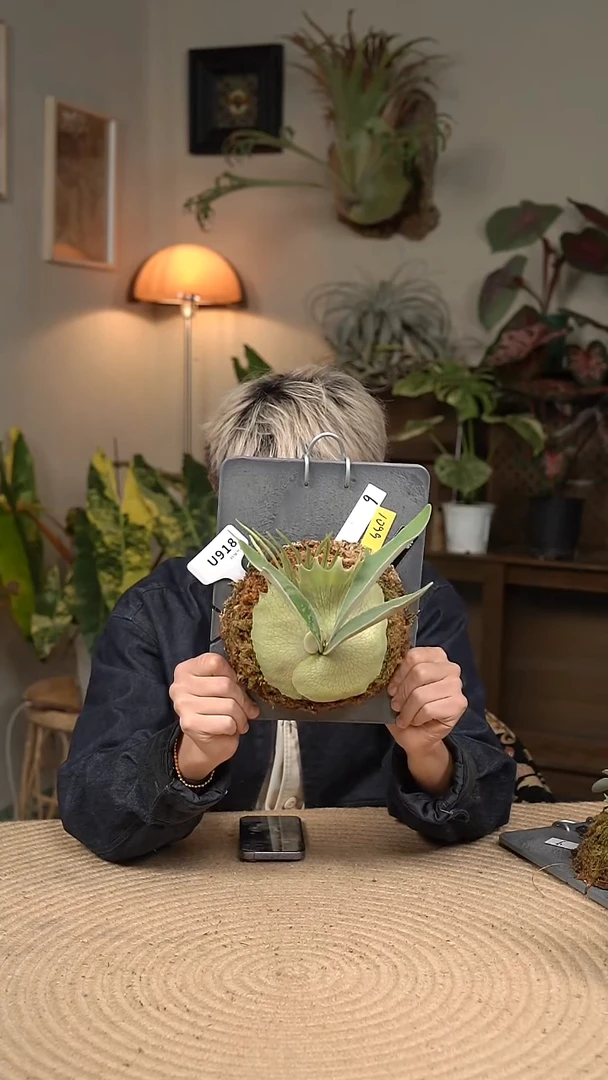不开花植物U918-野银6孢子苗