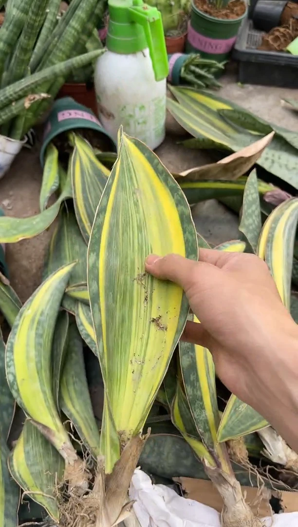 【闪购商品】瑕疵宝镜裸根5