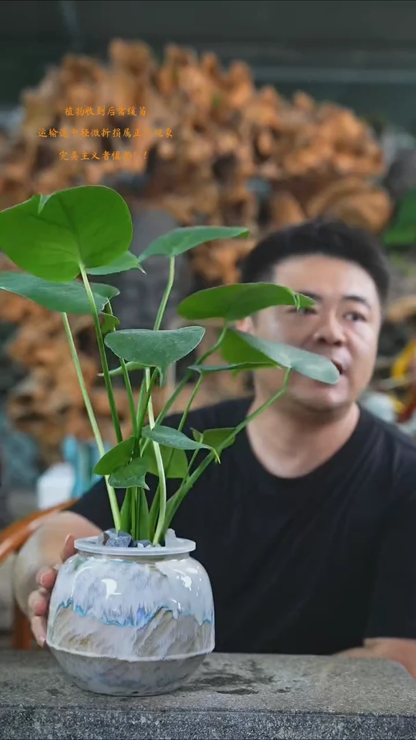 完全开放龟背017T