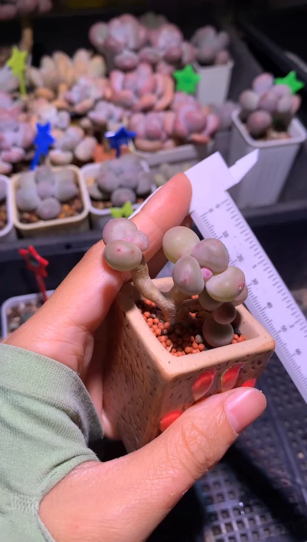 黄金鸡蛋大叶奶多头