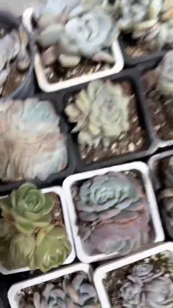 【闪购商品】715一筐多肉