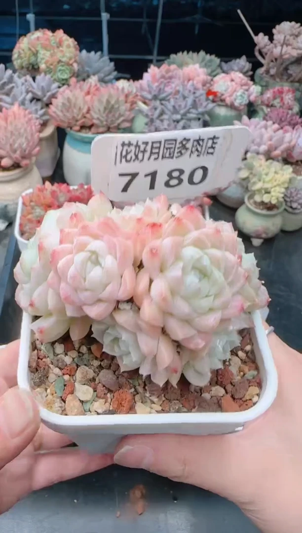 【闪购商品】7180女王