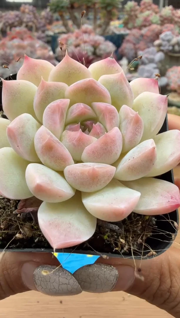 东云多肉园二店-16