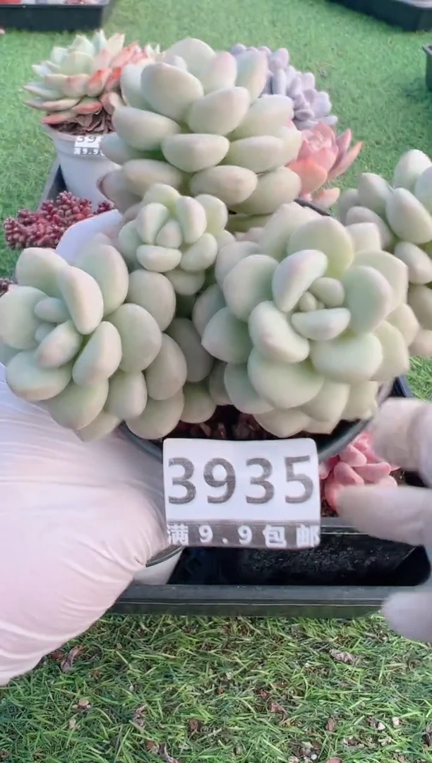 【闪购商品】信福多肉一物一拍