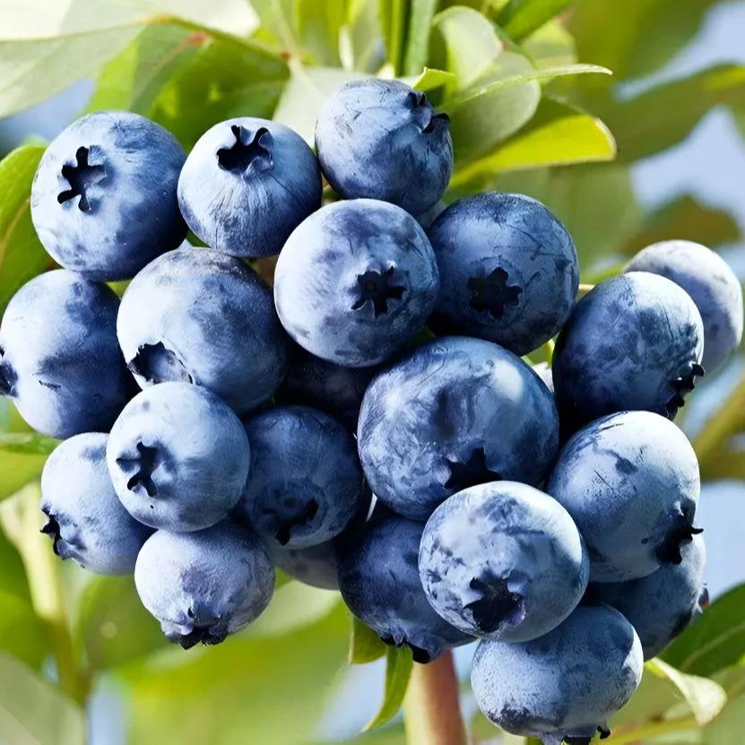 【巨无霸】云南高山花香蓝莓脆甜可口孕妈妈辅食100g/盒