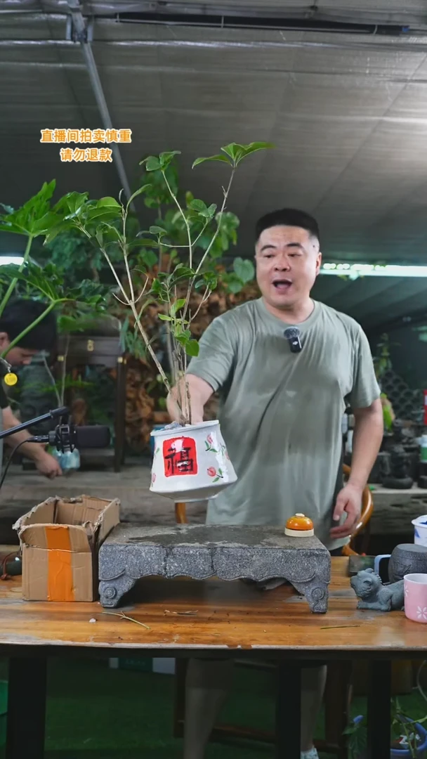当前无花栽培后可以开花四季桂333+