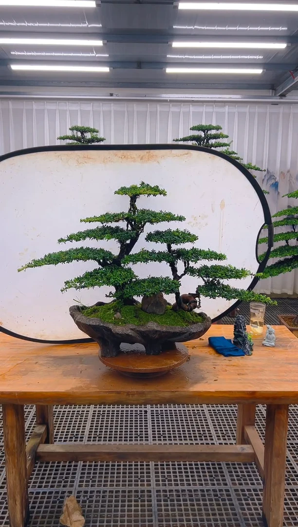无花朵?*?精品盆景直播间一物一拍