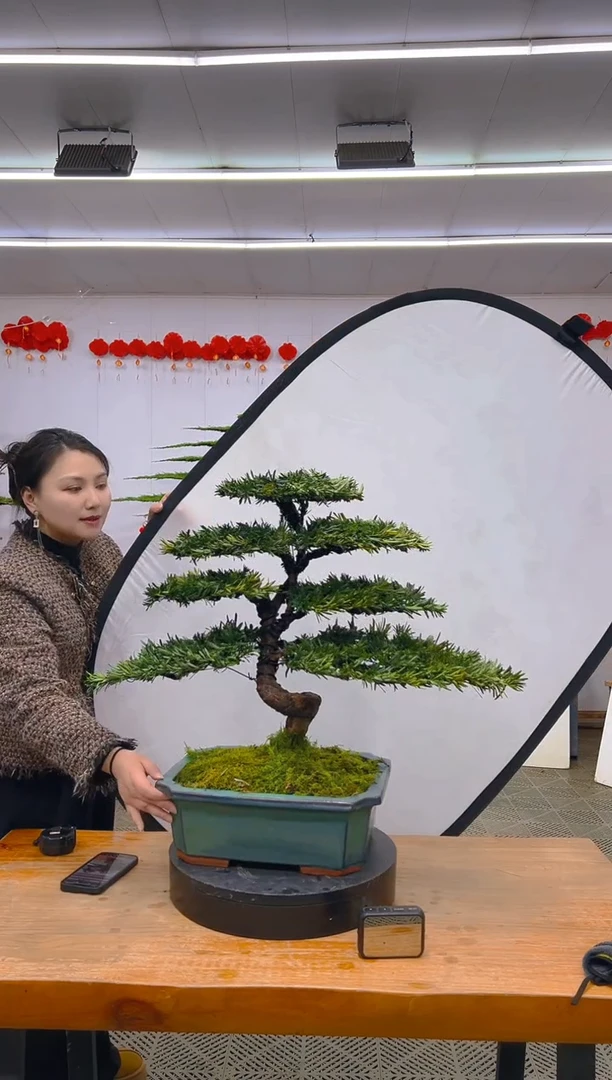 【闪购商品】盆景1