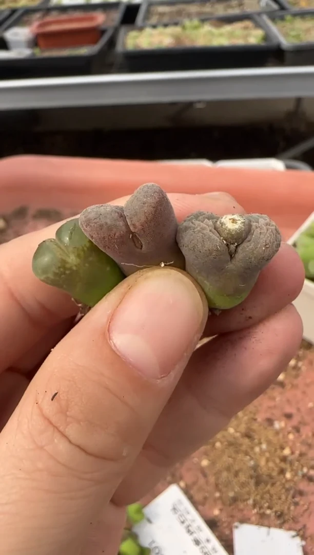 【闪购商品】14-25