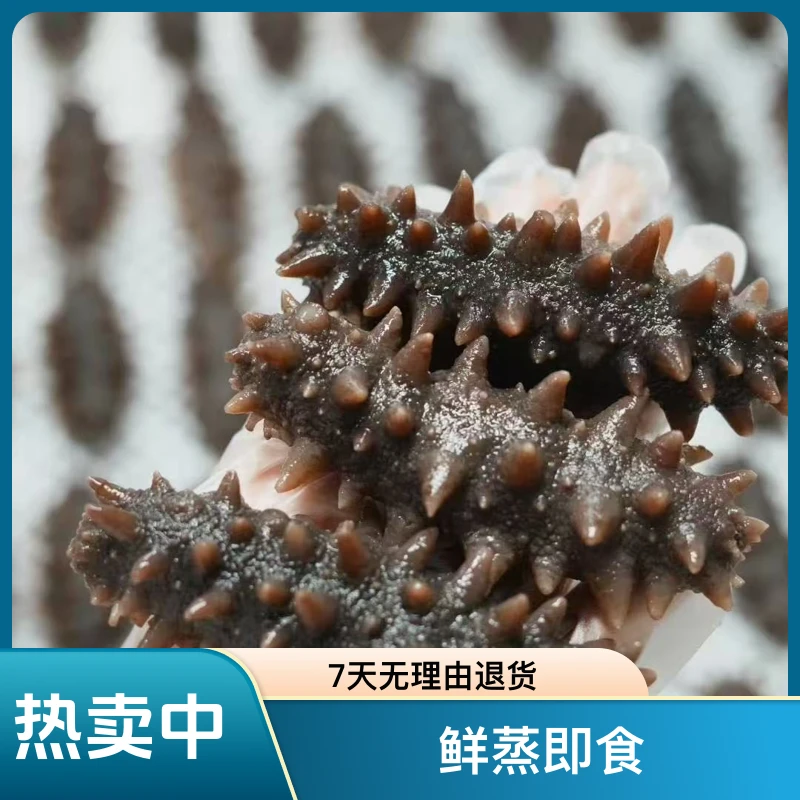 8-10头500g即食海参鲜蒸即食源头工厂个人发货25岁开袋即食