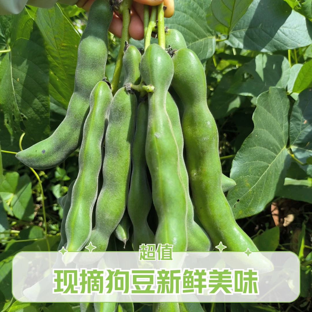 应季蔬菜农家食用狗豆现摘现发狗仔豆猫儿豆龙爪豆