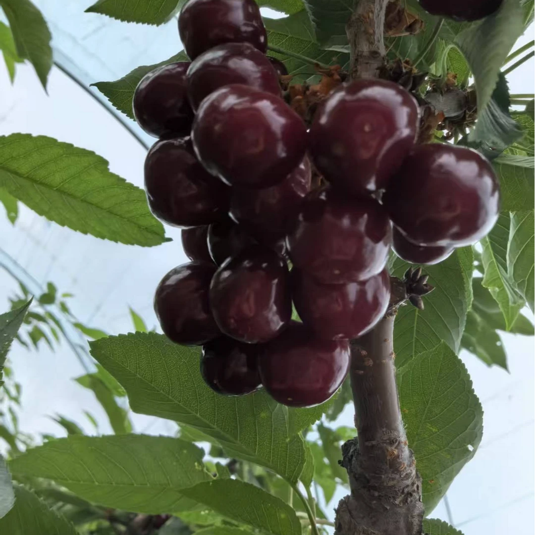 辽宁省内专拍 拉宾斯 黑珍珠 硬甜脆小黑果子顺丰包邮次日达