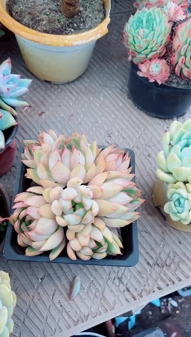 27112多肉植物一物一拍