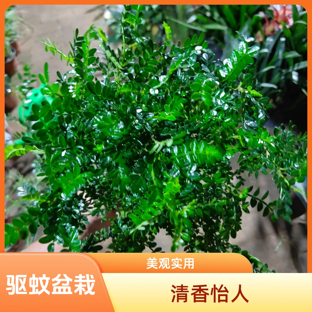 清香木胡椒木盆栽驱蚊