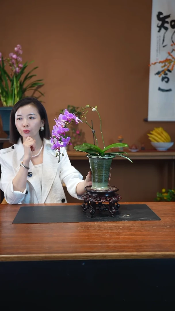 全部花朵粉珠帘绿盆盆景盆景盆景