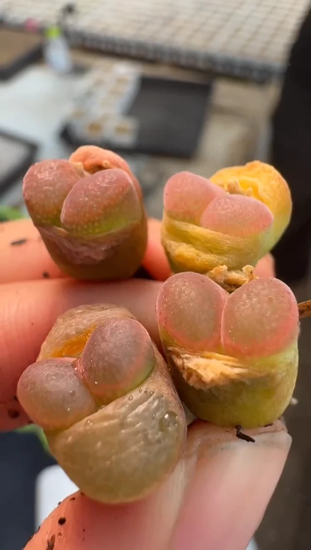 【闪购商品】5-40芭比粉鱼籽一颗