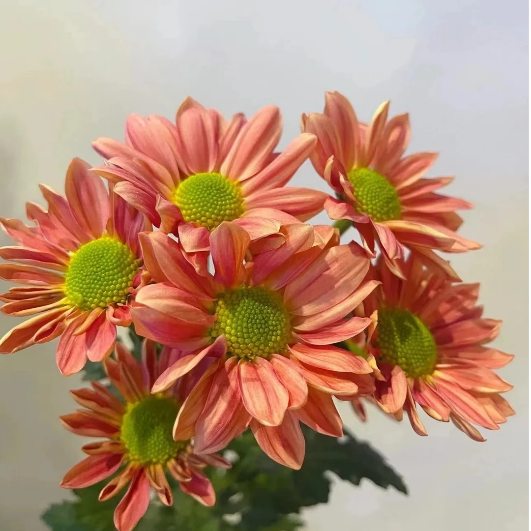 【任意满两单鲜花升级EMS空运】橙色三文鱼小菊10支 云南直发